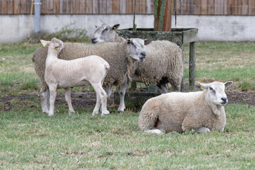 Obraz premium mouton