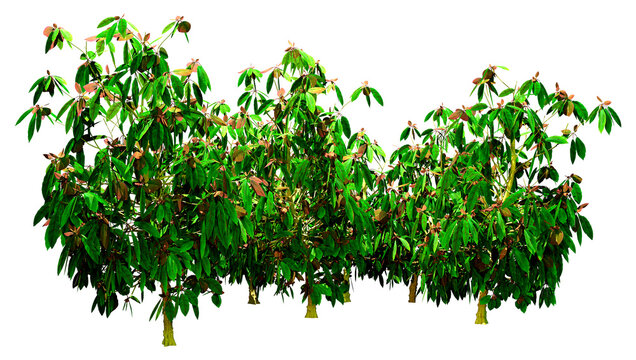 3D Rendering Saurauia Plants on White