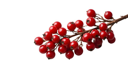 Stock photo of red berries on branch isolated on white background for christmas holiday decoration on transparent background