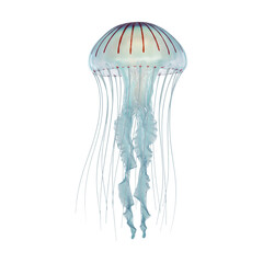 Realistic Jellyfish – Transparent Sea Creature – PNG Clipart