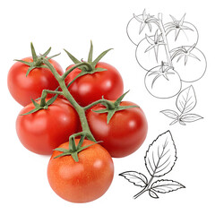 A line drawing of six tomatoes. Each tomato has a stem and a leaf. The tomatoes are all different sizes