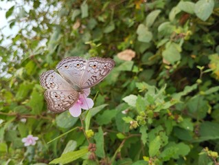 Grey pansy butterfly (Junonia atlites) on flower in outdoor garden	
