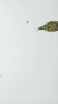 Cluster of cyclops crustaceans, microscopic organisms, swimming in aquatic habitat under magnification for scientific research analysis