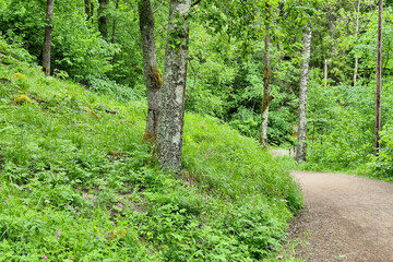 Fototapeta premium Path in the forest