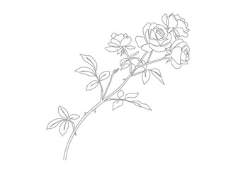 Climbing rose drawing. It is a black and white outline image of a climbing rose branch with multiple blooms and leaves. Vector sketch line art draw.
