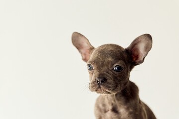 Adorable Young French Bulldog Puppy Looking Curious Against Neutral Background