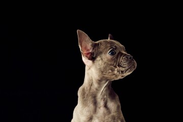 Adorable French Bulldog Puppy Posing Against Black Background in Studio
