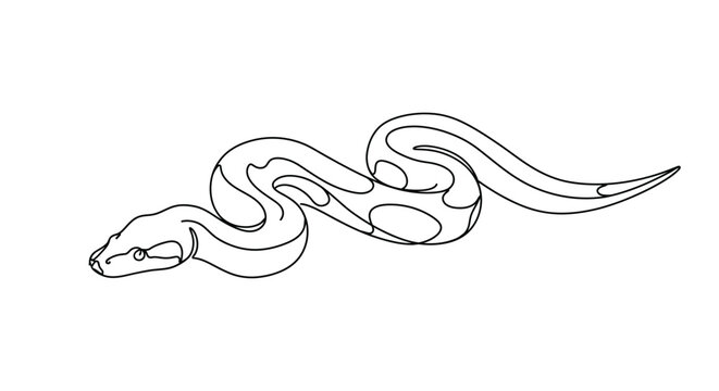 Python snake drawing. It is a black and white outline image of a python snake, known for its large size and distinct patterns. Vector sketch line art draw.