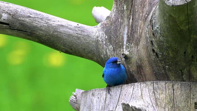 A bright blue Indigo Bunting is feeding on seed on a stump in our yard in Windsor in Upstate NY.  The allusave bunting makes an appearance at our stump feeding station.