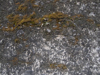 苔と地衣類の古いコンクリート壁