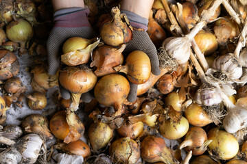 harvesting onions close-up with gloved hands, growing vegetables