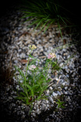 Yarrow Wildflower Blooming Among Gravel Rocks in landscaping design