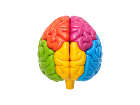 Colorful human brain model showcasing different regions on a transparent background