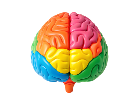 Colorful Anatomical Model of a Human Brain with Different Lobes Identified transparent background