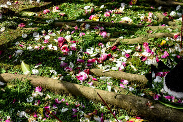 Sacred Ritual Offerings under Banyan Tree