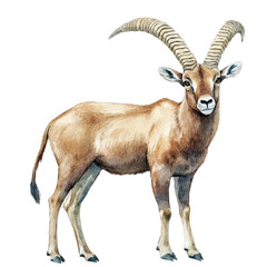 Ibex, watercolor painting vector, isolated on a white background.