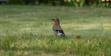 Eurasian Jay bird on the grass from the side