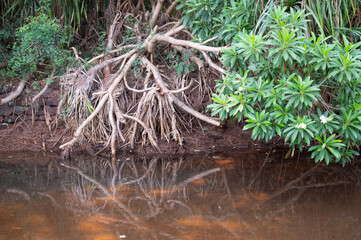 Rhizophora mangle red mangrove, coastal, estuarine ecosystem, coast of India, mangroves, monsoon...