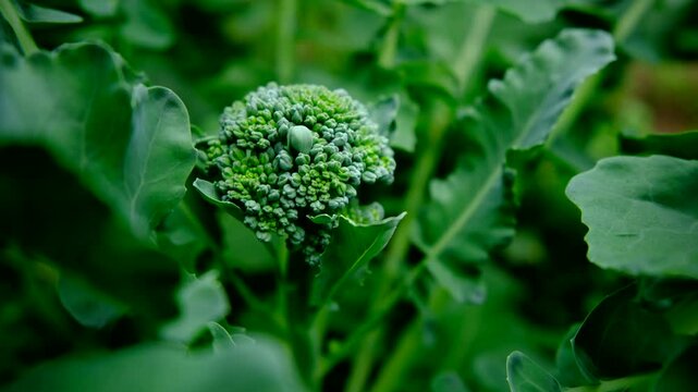 Super close up of very small broccoli crown or head growing in middle of plant in organic vegetable garden