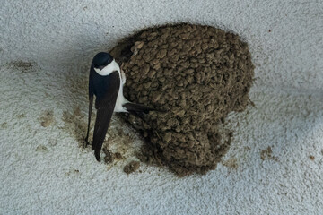 Swallow on its nest 
