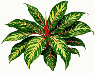 Lucky Brush Evergreen Auspicious plants Aglaonema isolated watercolor vector illustration svg