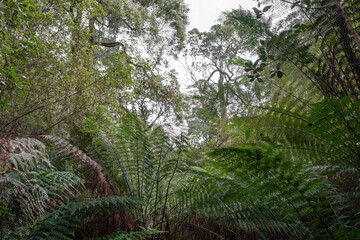 Obraz premium Hiking trail in forest along Cumberland River to Kalimna Falls, Great Ocean Road, Australia
