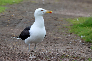 Great black-backed gull