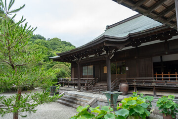Kencho-ji Shrine main hall in Kamakura, Japan surrounded by nature
