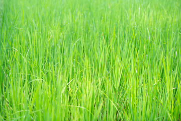 Rice field in countryside of India, plants standing in the water, agriculture plantation, cultivated food supply in Asia