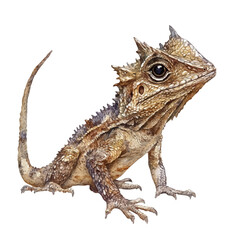 Obraz premium watercolor of Horned Lizard, vector, isolated on a white background.