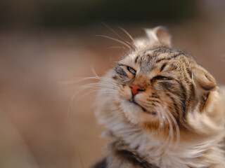 Street cats of Turkey roam freely, lounging, playing, and exploring the vibrant streets, creating...