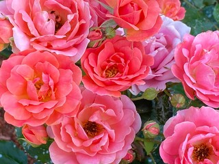Close up of a pink rose bush blooming in the garden. English pink roses growing in a country garden in bright sunlight. Delicate pink roses