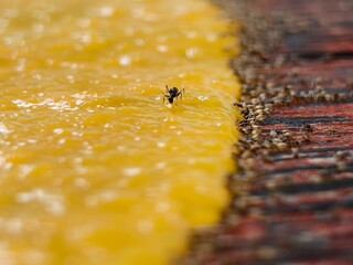 Close-up of a black ant on a sticky yellow surface with more ants along the edge. Macro shot highlighting texture and insect behavior.