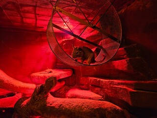 A small animal is in a red cage. The cage is in a room with red walls. The animal is looking up at squirrel wheel