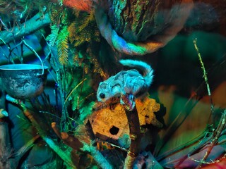 A small gray animal rodent dormouse is sitting on a branch in a tank. The tank is decorated with green plants and a metal bucket. The animal appears to be resting or sleeping
