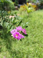 flowers in the garden
