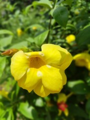 yellow flowers