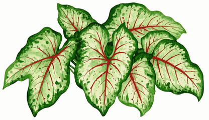 Good Fortune Unfolds Auspicious plants Caladium green isolated watercolor vector illustration svg