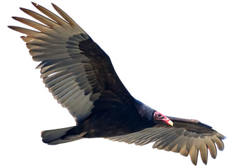 Turkey vulture soaring with wings spread isolated on a transparent background bird