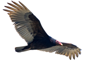 Turkey vulture soaring with wings spread isolated on a transparent background bird