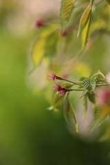 花びらが散り、しべだけが残った桜