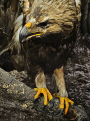 A large brown eagle is perched on a branch. The eagle has yellow talons and a yellow beak