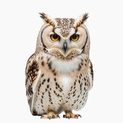 Obraz premium Majestic Owl's Portrait: The striking image of a majestic owl, with its piercing gaze and intricate feather patterns, commands attention and embodies the mystique of the wilderness.