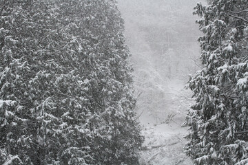 日本、京都,、比叡山、山、灯篭、赤燈籠、冬絶景、雪景色、神社、鳥居、冬の絶景、ポット、旅行、風景、旅、森,、自然、空,、冬、木、写真素材