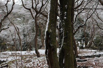 日本、京都,、比叡山、山、灯篭、赤燈籠、冬絶景、雪景色、神社、鳥居、冬の絶景、ポット、旅行、風景、旅、森,、自然、空,、冬、木、写真素材