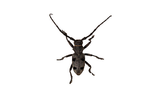 vista macro di un esemplare di insetto di Morimus asper, scontornato su sfondo trasparente