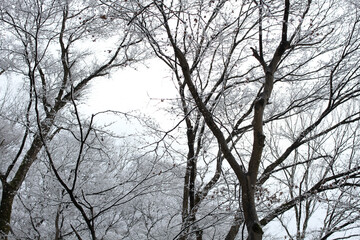 日本、京都,、比叡山、山、灯篭、赤燈籠、冬絶景、雪景色、神社、鳥居、冬の絶景、ポット、旅行、風景、旅、森,、自然、空,、冬、木、写真素材