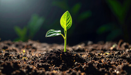 Small plant growing new life seedling growth plant sprout springtime