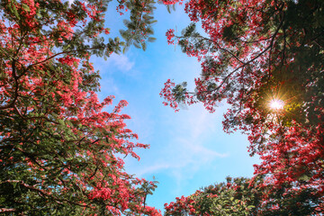 Red flame tree branches form a natural frame under a blue sky, with sunburst shining through the...