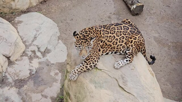 MINSK - MAR 25, 2025: A jaguar is laying on a rock. The rock is large and has a grey color